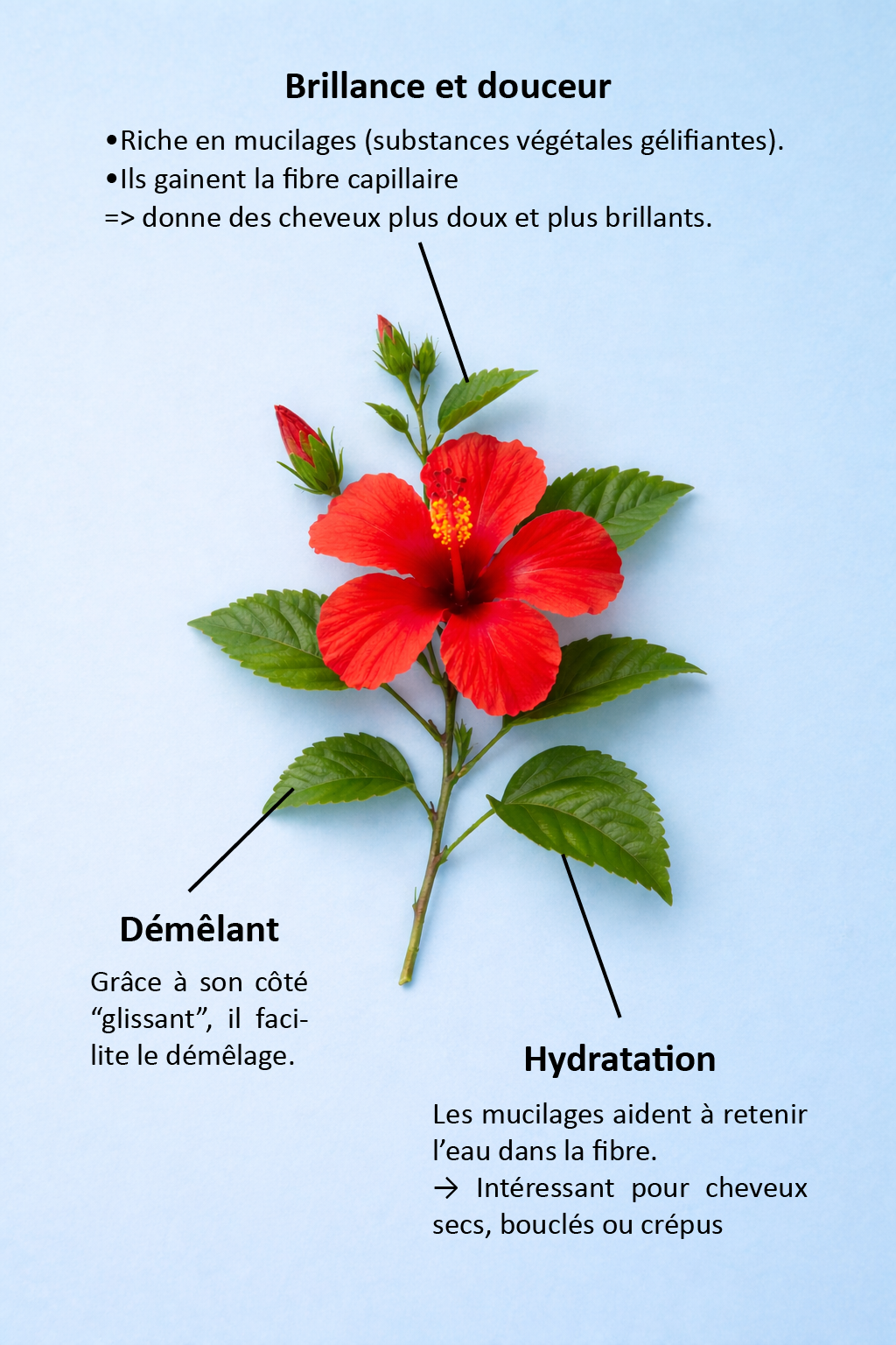 Shampoing solide Rose cayenne - Image 3