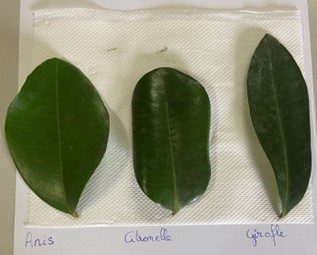 Bois d’inde : la plante aux milles et une vertus | Pimenta Racemosa